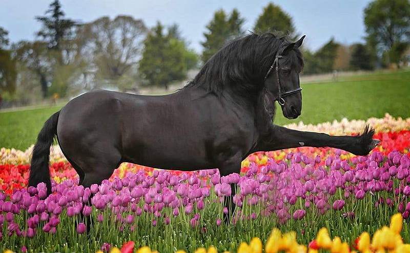 HD-wallpaper-beautiful-flowers-nature-horse.jpeg