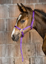 510 038 НЕДОУЗДОК ЖЕРЕБЯЧИЙ С ЧУМБУРКОМ