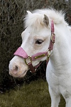 42674..НЕДОУЗДОК "Velvet Unicorn"