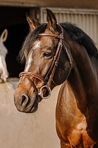 301 908..УЗДЕЧКА "ERIC THOMAS Crown"