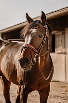 301 907..УЗДЕЧКА "ERIC THOMAS Visby"