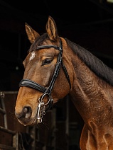 303 036..ОГОЛОВЬЕ "NORTON Basal"