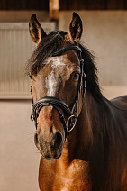 301 909..УЗДЕЧКА "ERIC THOMAS  Bat"