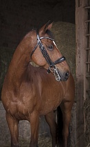 303 030..ОГОЛОВЬЕ "NORTON PRO"