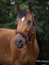 510 494 НЕДОУЗДОК "COLOR" 