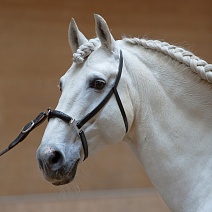 619..КАВЕССОН "ANJA BERAN"