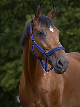 510 494 НЕДОУЗДОК "COLOR" ПОНИ